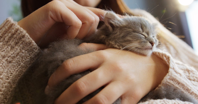 gatal dan tak nyaman waspadai ancaman ketombe pada kucing