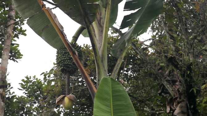 pohon pisang papua musa ingens