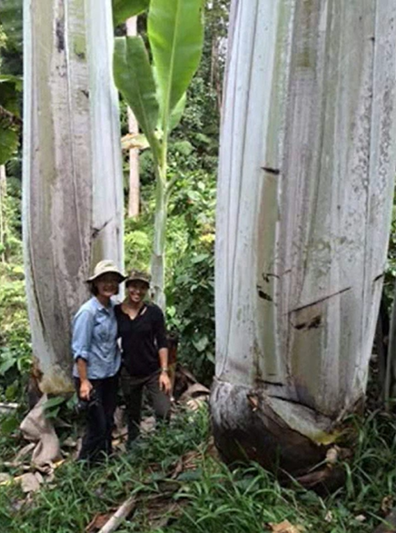 pohon pisang papua musa ingens