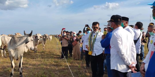 Jadi Lumbung Pangan Nasional, Kabupaten Sukamara Kejar Ketersediaan 10 Ribu Sapi