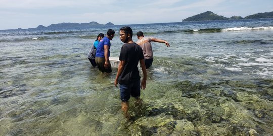 KKP Lepasliarkan 3.256 Benih Lobster Hasil Sitaan di Pulau Lusi