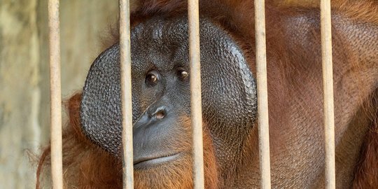 Menyamar Jadi Pembeli, Polisi di Aceh Tangkap 4 Pelaku Perdagangan Orang Utan