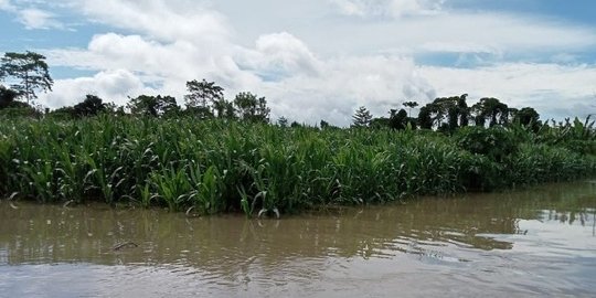 Banjir di Keerom Papua Rusak 4.500 Hektar Lahan Pertanian