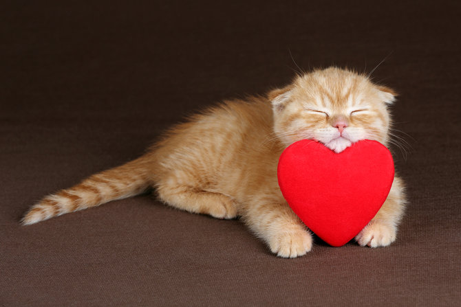hati hati tradisi valentine bisa membahayakan kesehatan kucingmu