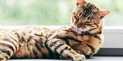 Fakta Menarik dari Air Liur Kucing, Tak Perlu Cemas Saat Kena Jilat 