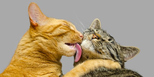 Jadi Hewan Terbersih di Dunia, Ini 5 Alasan Kucing Self Grooming
