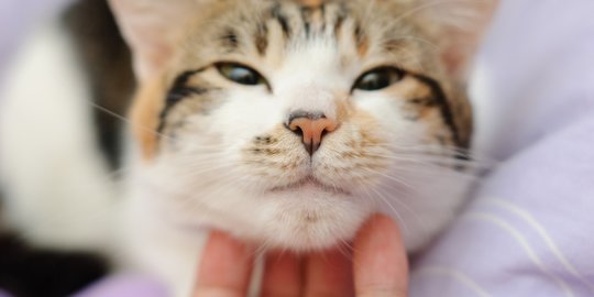 Bikin Hidup Bersama Kucing Lebih Mudah dengan Melatih 4 Trik Ini