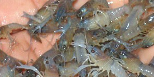 KKP Lepasliarkan 147.383 Benih Lobster Selundupan di Padang