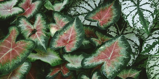 16 Jenis Caladium Berdaun Cantik yang Cocok sebagai Tanaman Hias Indoor