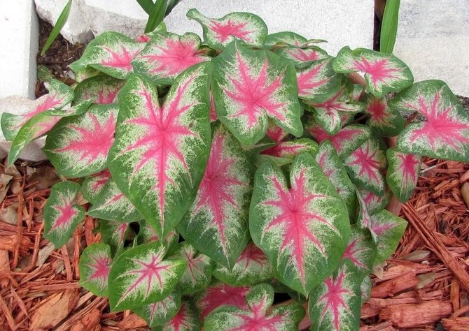 ilustrasi caladium rosebud