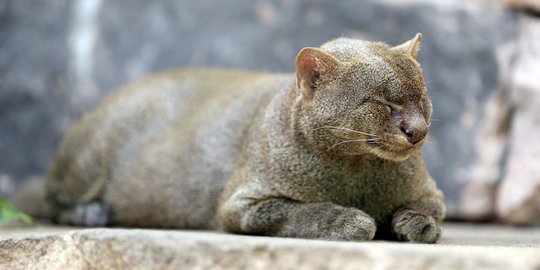 Jaguarundi, Kucing Hutan Asli Benua Amerika yang Terancam Punah 