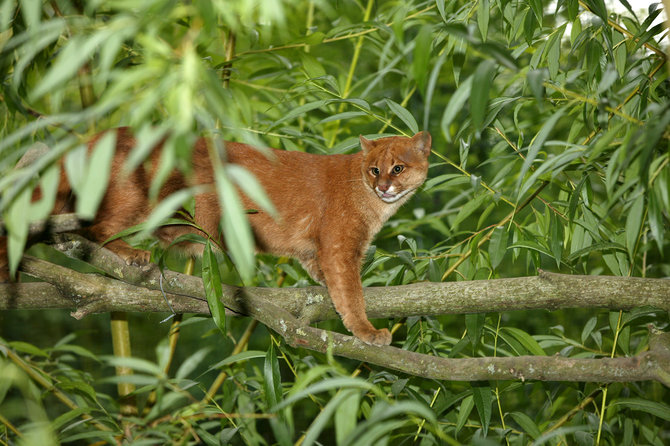 jaguarundi kucing hutan asli benua amerika yang terancam punah