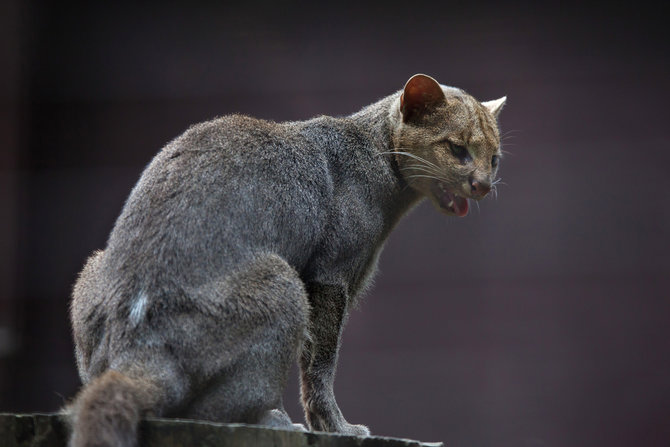 Jaguarundi, Kucing Hutan Asli Benua Amerika yang Terancam Punah 