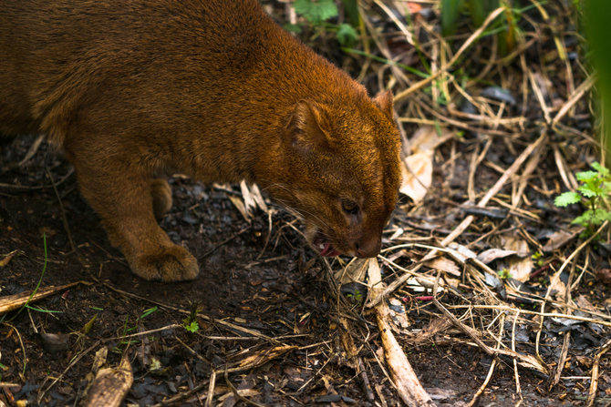 jaguarundi kucing hutan asli benua amerika yang terancam punah