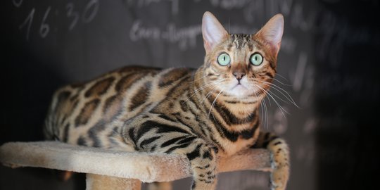 Kucing Bengal, Versi Jinak Macan Tutul dengan Harga Super Mahal 