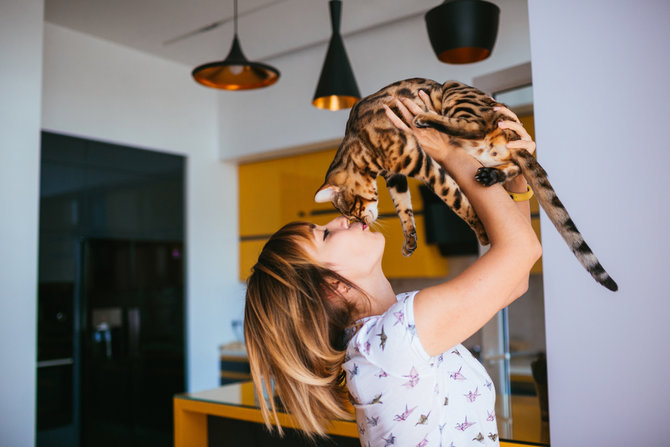 kucing bengal versi jinak macan tutul dengan harga super mahal