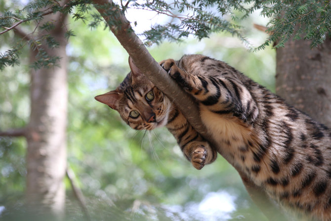 kucing bengal versi jinak macan tutul dengan harga super mahal