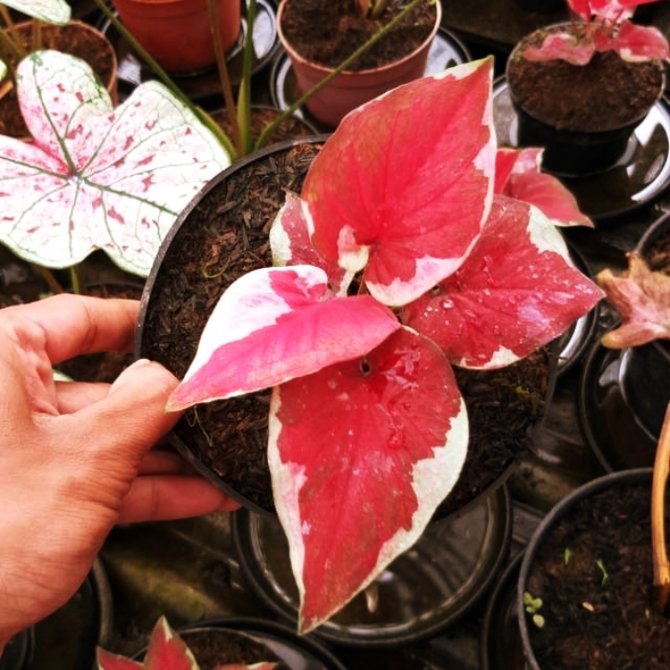 ilustrasi caladium dwi warna