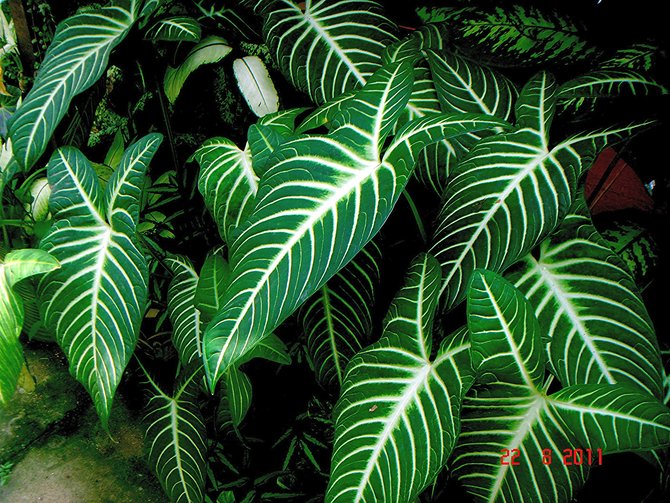 ilustrasi caladium iindenii