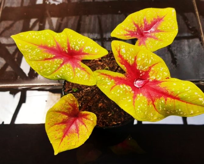 ilustrasi caladium tears of the sun