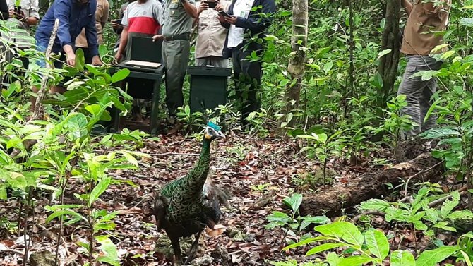 pelepasan burung merak hijau di taman nasional ujung kulon