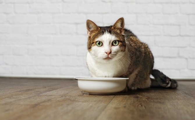 pro kontra berikan nasi sebagai makanan kucing lucu kesayanganmu