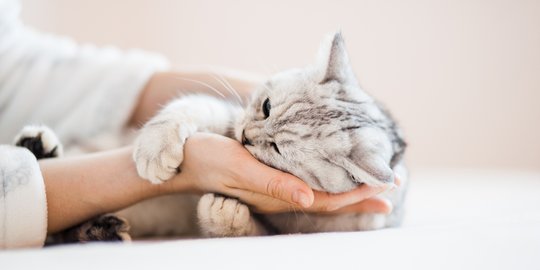 Nyatakan Cinta, Ini Alasan Lain Kucing Suka Menjilat Hidung 