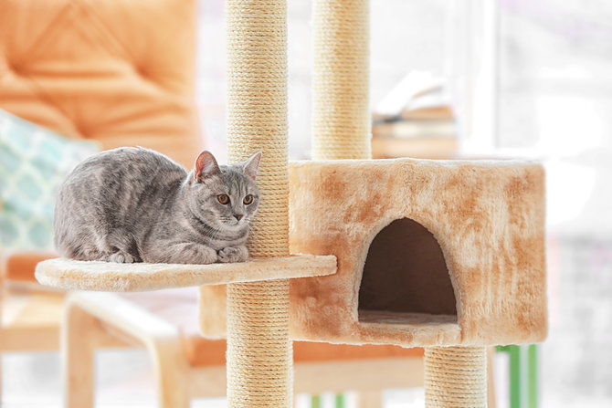 selalu di rumah ini tips tepat sediakan makanan kucing lucu