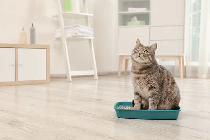 selalu di rumah ini tips tepat sediakan makanan kucing lucu