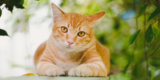 Nyatakan Cinta, Ini Alasan Lain Kucing Suka Menjilat Hidung 