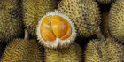 7 Jenis Durian Unggul yang Cepat Berbuah dan Banyak Digemari