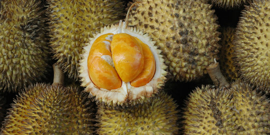 7 Jenis Durian Unggul Yang Cepat Berbuah Dan Banyak Digemari Merdeka Com