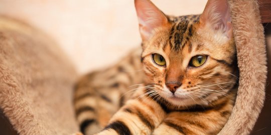 6 Manfaat Sterilisasi pada Kucing yang Penting Diketahui, Bantu Cegah Over Populasi