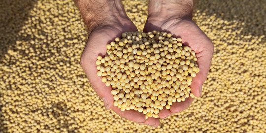 Harga Kedelai Impor Kembali Naik, Tertinggi Selama Beberapa Tahun Terakhir