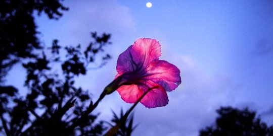 7 Jenis Bunga yang Mekar di Malam Hari, Lengkapi Keindahan di Waktu Malam