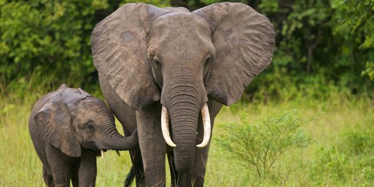 Gajah Rusak Pondok di Kebun Kopi Milik Warga Ogan Komering Ulu Selatan