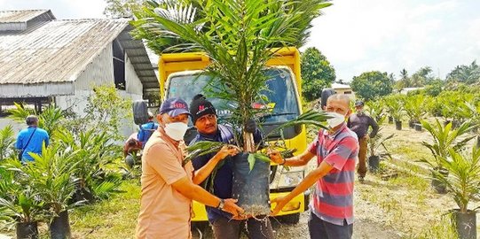 Petani Di Daerah Kini Dapat Membeli Bibit Sawit Bersertifikat Lewat ...