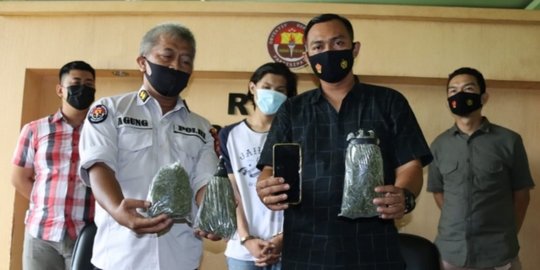 Miliki 500 Gram Ganja, Mahasiswa di Bengkulu Ditangkap Polisi