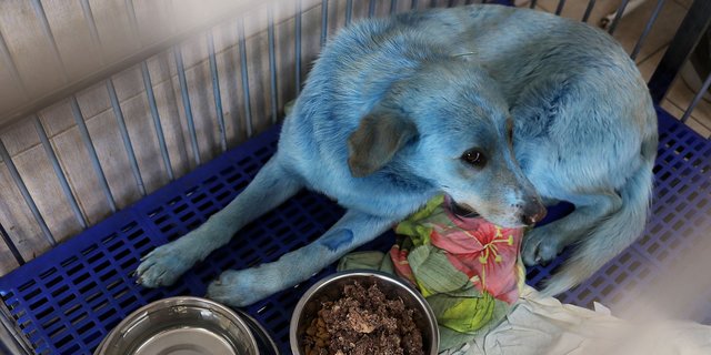 ini wujud anjing berbulu biru yang gegerkan rusia - Anjing Berwarna Biru Di temukan Dekat Pabrik Kimia di Rusia