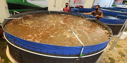 Petani Ikan Nila Biflok Kembali Tingkatkan Produksi