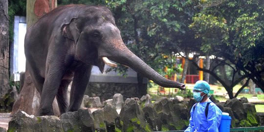 Selama PPKM Mikro, Tingkat Kunjungan Kebun Binatang Solo Naik 100 Persen
