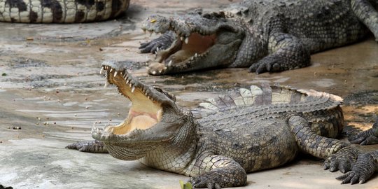 Nelayan Aceh Tewas Diterkam Saat Mencari Ikan di Pulau Habitat Buaya