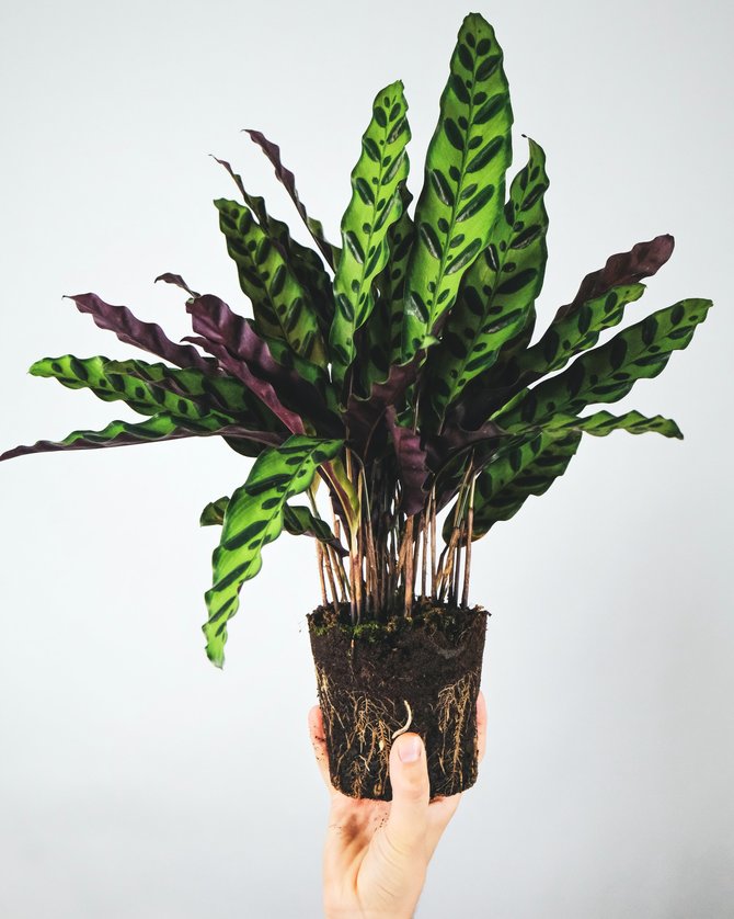 ilustrasi tanaman hias calathea