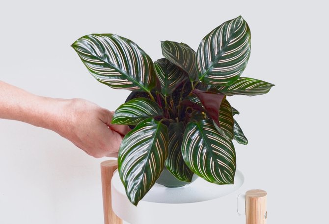 ilustrasi calathea ornata