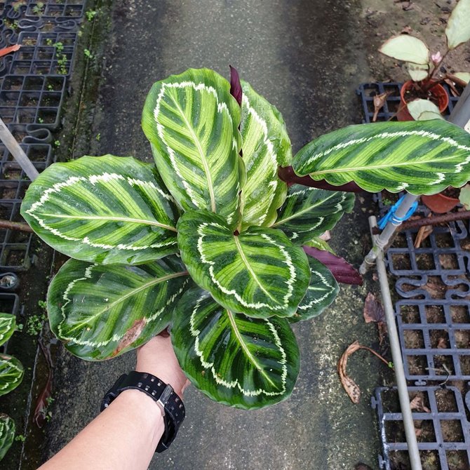 ilustrasi calathea veitchiana