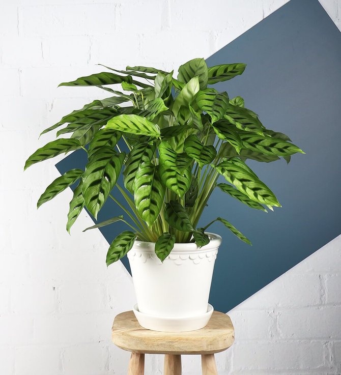 ilustrasi calathea leopardina