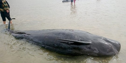 52 Paus Pilot Terdampar di Madura, KKP Kaji Penyebab