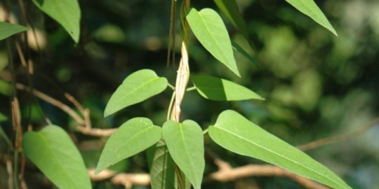 5 Manfaat Daun Sembukan untuk Kesehatan, Bantu Atasi Perut Kembung