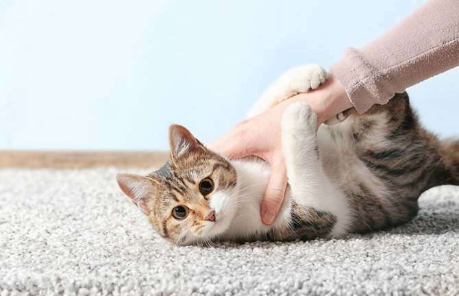 4 Cara Mudah Uji Kecerdasan Kucing Lucumu di Rumah