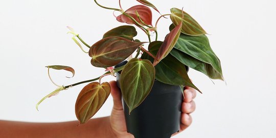 15 Jenis Philodendron Cantik yang Cocok untuk Tanaman Hias Indoor